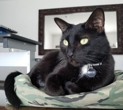 Mr. Jiji